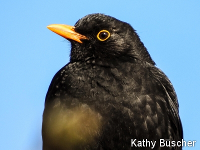Vogelstimmenwanderung zur „Stunde der Gartenvögel“