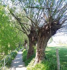 Wandern im Heimatbund- Im November am Donnerstag, dem 13.11